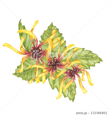 Witch hazel yellow medicinal plant flower and leaves clipart. Hamamelis virginiana in bloom. Watercolor florals for cosmetics, water, herbal medicine, beauty, cream packaging, national day flyer, logo 115366801