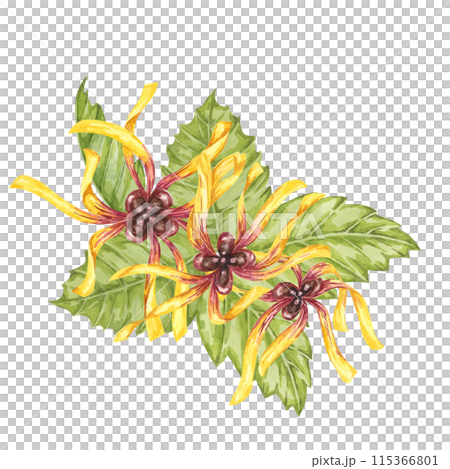 Witch hazel yellow medicinal plant flower and leaves clipart. Hamamelis virginiana in bloom. Watercolor florals for cosmetics, water, herbal medicine, beauty, cream packaging, national day flyer, logo 115366801