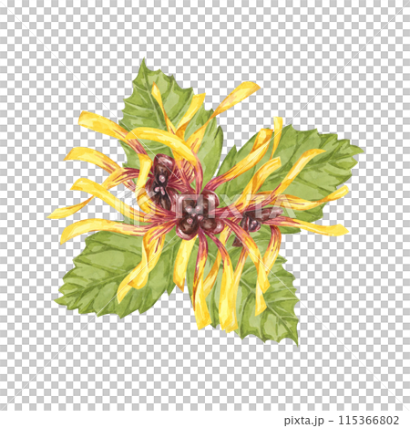 Witch hazel yellow medicinal plant flower and leaves clipart. Hamamelis virginiana in bloom. Watercolor florals for cosmetics, water, herbal medicine, beauty, cream packaging, national day flyer, logo 115366802