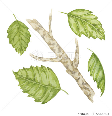 Witch hazel bark medicinal plant twig with leaves clipart. Hamamelis virginiana japonica branch. Watercolor illustration for cosmetics, water, herbal medicine extract, ointment label, product tag 115366803