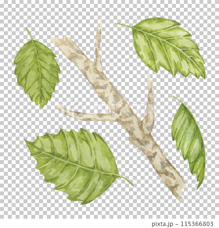 Witch hazel bark medicinal plant twig with leaves clipart. Hamamelis virginiana japonica branch. Watercolor illustration for cosmetics, water, herbal medicine extract, ointment label, product tag 115366803