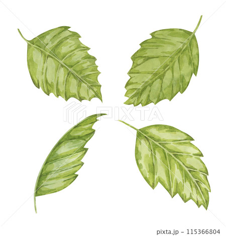 Witch hazel bark medicinal plant leaves clipart. Hamamelis virginiana japonica foliage. Watercolor illustration for cosmetics, water, herbal medicine extract, ointment label, cream product tag Witch hazel bark medicinal plant leaves clipart. Hamamelis virginiana japonica foliage. Watercolor illustration for cosmetics, water, herbal medicine extract, ointment label, cream product tag 115366804