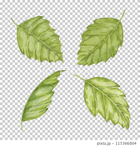 Witch hazel bark medicinal plant leaves clipart. Hamamelis virginiana japonica foliage. Watercolor illustration for cosmetics, water, herbal medicine extract, ointment label, cream product tag Witch hazel bark medicinal plant leaves clipart. Hamamelis virginiana japonica foliage. Watercolor illustration for cosmetics, water, herbal medicine extract, ointment label, cream product tag 115366804