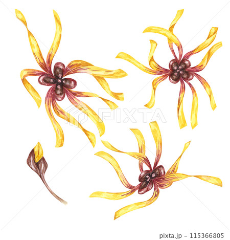 Witch hazel blossoming yellow medicinal plant flowers clipart. Hamamelis virginiana japonica buds in bloom. Watercolor illustration for cosmetics, water, cream packaging, gel, ointment, national day 115366805