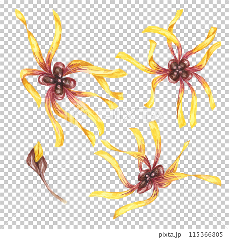 Witch hazel blossoming yellow medicinal plant flowers clipart. Hamamelis virginiana japonica buds in bloom. Watercolor illustration for cosmetics, water, cream packaging, gel, ointment, national day 115366805