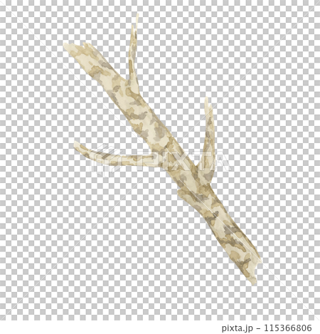 Witch hazel bark medicinal plant twig clipart. Hamamelis virginiana japonica branch. Watercolor illustration for cosmetics, water, herbal medicine extract, ointment label, herbalism product tag Witch hazel bark medicinal plant twig clipart. Hamamelis virginiana japonica branch. Watercolor illustration for cosmetics, water, herbal medicine extract, ointment label, herbalism product tag 115366806