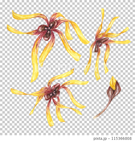 Witch hazel blossoming yellow medicinal plant flowers clipart. Hamamelis virginiana japonica buds in bloom. Watercolor illustration for cosmetics, water, cream packaging, gel, ointment, national day 115366808