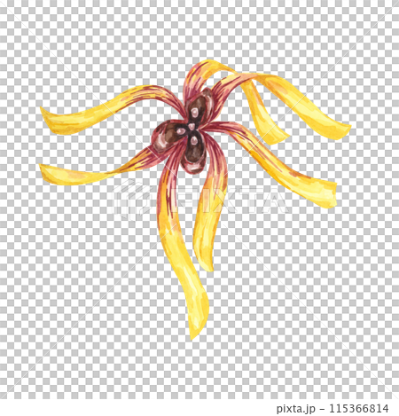 Witch hazel yellow medicinal plant flowers clipart. Hamamelis virginiana japonica blossom. Watercolor illustration for cosmetics, water, herbal medicine cream packaging, ointment, national day 115366814