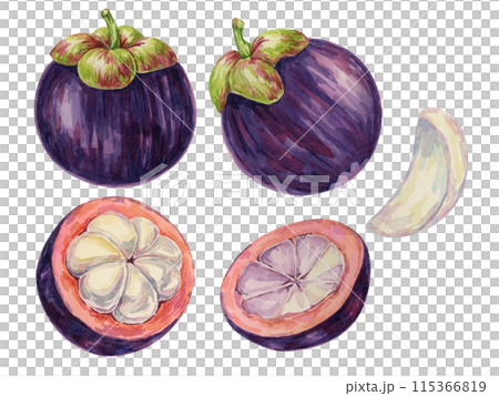 Purple mangosteen, tropical exotic Asian fruit clipart. Garcinia mangostana hand drawn watercolor illustration for sticker, label, food packaging, menu, cosmetic, beauty, sublimation, print, apparel 115366819