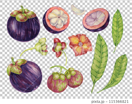 Purple mangosteen, flower, leaf of the tree tropical exotic Asian fruit clipart. Garcinia mangostana plant watercolor illustration for sticker, label, food menu, cosmetic, beauty, sublimation, apparel 115366821