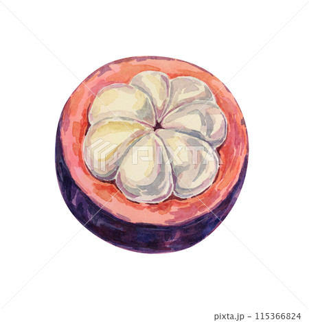 Purple mangosteen half, tropical exotic Asian fruit clipart. Garcinia mangostana cut hand drawn watercolor illustration for sticker, label, food packaging, menu, cosmetic, beauty, sublimation, print Purple mangosteen half, tropical exotic Asian fruit clipart. Garcinia mangostana cut hand drawn watercolor illustration for sticker, label, food packaging, menu, cosmetic, beauty, sublimation, print 115366824