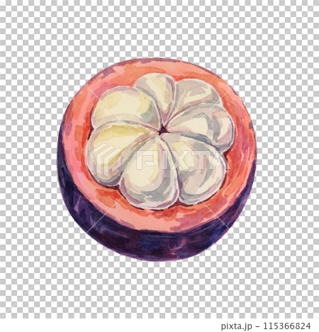 Purple mangosteen half, tropical exotic Asian fruit clipart. Garcinia mangostana cut hand drawn watercolor illustration for sticker, label, food packaging, menu, cosmetic, beauty, sublimation, print 115366824