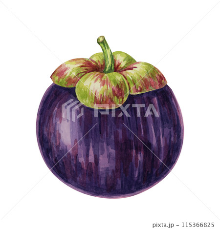 Purple mangosteen, tropical exotic Asian fruit clipart. Garcinia mangostana hand drawn watercolor illustration for sticker, label, food packaging, menu, cosmetic, beauty, sublimation, print, apparel 115366825