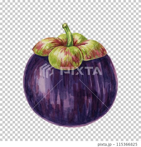 Purple mangosteen, tropical exotic Asian fruit clipart. Garcinia mangostana hand drawn watercolor illustration for sticker, label, food packaging, menu, cosmetic, beauty, sublimation, print, apparel 115366825