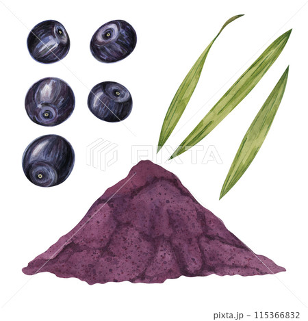 Acai berries superfood, powder and palm leaves. Exotic purple tropical berries and dried pulp set. Watercolor illustration for printing, packaging, cosmetics, granola, smoothie, supplements, labels 115366832