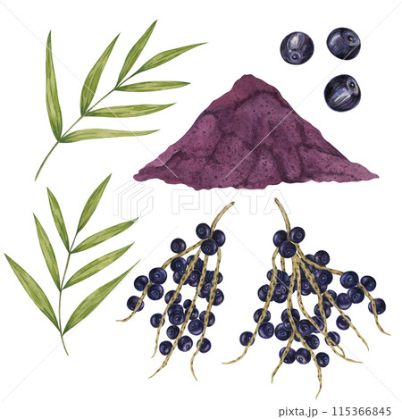 Acai berries superfood, powder and palm leaves. Exotic purple tropical berries and dried pulp set. Watercolor illustration for printing, packaging, cosmetics, granola, smoothie, supplements, labels 115366845