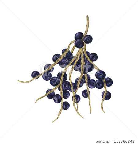 Acai berry superfood on palm branches with leaves. Exotic purple tropical berries Brazilian tree. Watercolor illustration for printing, granola, smoothie, food packaging, supplements, label, cosmetics Acai berry superfood on palm branches with leaves. Exotic purple tropical berries Brazilian tree. Watercolor illustration for printing, granola, smoothie, food packaging, supplements, label, cosmetics 115366848