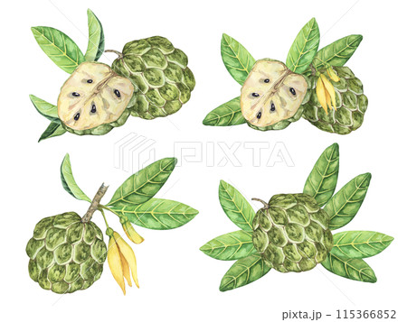 Ripe green whole tropical cherimoya exotic fruit with leaves and flowers. Hand drawn watercolor illustration of custard apple, sugar sweet apple for printing, packaging, sticker products, scrapbooking 115366852