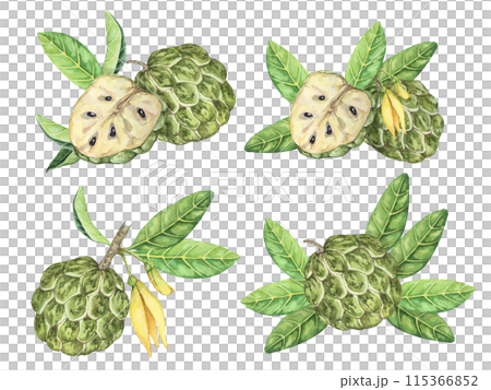 Ripe green whole tropical cherimoya exotic fruit with leaves and flowers. Hand drawn watercolor illustration of custard apple, sugar sweet apple for printing, packaging, sticker products, scrapbooking 115366852