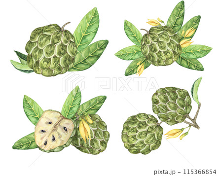 Ripe green whole tropical cherimoya exotic fruit with leaves and flowers. Hand drawn watercolor illustration of custard apple, sugar sweet apple for printing, packaging, sticker products, scrapbooking 115366854