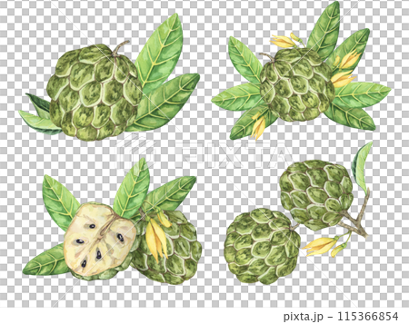 Ripe green whole tropical cherimoya exotic fruit with leaves and flowers. Hand drawn watercolor illustration of custard apple, sugar sweet apple for printing, packaging, sticker products, scrapbooking 115366854