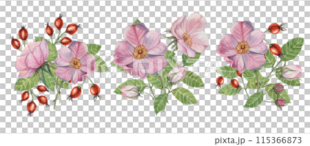 Dog rose bouquet, rosa canina watercolor floral boutonniere. Pink flower bundle, rose hip, buds and leaf of wild rose. Botanical printable briar clipart for packaging, beauty, cosmetics, perfume, food 115366873