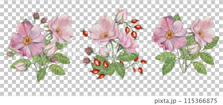 Dog rose bouquet, rosa canina watercolor floral boutonniere. Pink flower bundle, rose hip, buds and leaf of wild rose. Botanical printable briar clipart for packaging, beauty, cosmetics, perfume, food Dog rose bouquet, rosa canina watercolor floral boutonniere. Pink flower bundle, rose hip, buds and leaf of wild rose. Botanical printable briar clipart for packaging, beauty, cosmetics, perfume, food 115366875
