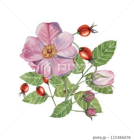 Dog rose bouquet, rosa canina watercolor floral clipart. Pink flower bundle, rose hips, buds and leaf of wild rose. Botanical briar illustration for printing, beauty, cosmetics, perfume, labels, food 115366876