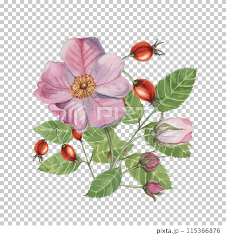 Dog rose bouquet, rosa canina watercolor floral clipart. Pink flower bundle, rose hips, buds and leaf of wild rose. Botanical briar illustration for printing, beauty, cosmetics, perfume, labels, food 115366876