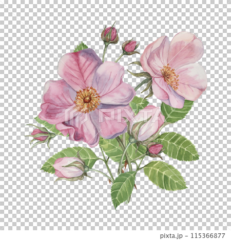 Dog rose bouquet, rosa canina watercolor floral clipart. Pink flower bundle, rose hips, buds and leaf of wild rose. Botanical briar boutonniere for printing, beauty, cosmetics, perfume, labels, food Dog rose bouquet, rosa canina watercolor floral clipart. Pink flower bundle, rose hips, buds and leaf of wild rose. Botanical briar boutonniere for printing, beauty, cosmetics, perfume, labels, food 115366877