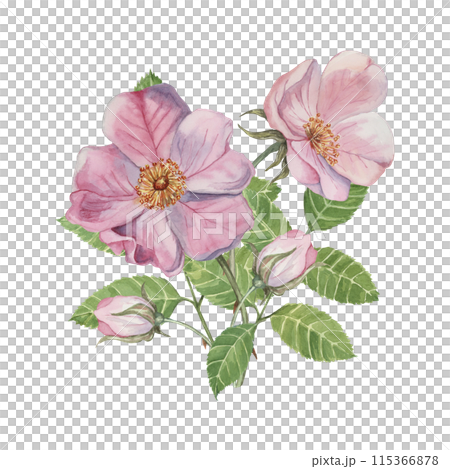 Dog rose bouquet, rosa canina watercolor floral clipart. Pink flower bundle, rose hips, buds and leaf of wild rose. Botanical briar boutonniere for printing, beauty, cosmetics, perfume, labels, food Dog rose bouquet, rosa canina watercolor floral clipart. Pink flower bundle, rose hips, buds and leaf of wild rose. Botanical briar boutonniere for printing, beauty, cosmetics, perfume, labels, food 115366878