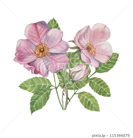 Dog rose bouquet, rosa canina watercolor floral clipart. Pink flower bundle, rose hips, buds and leaf of wild rose. Botanical briar boutonniere for printing, beauty, cosmetics, perfume, labels, food Dog rose bouquet, rosa canina watercolor floral clipart. Pink flower bundle, rose hips, buds and leaf of wild rose. Botanical briar boutonniere for printing, beauty, cosmetics, perfume, labels, food 115366879