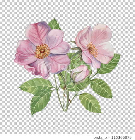 Dog rose bouquet, rosa canina watercolor floral clipart. Pink flower bundle, rose hips, buds and leaf of wild rose. Botanical briar boutonniere for printing, beauty, cosmetics, perfume, labels, food Dog rose bouquet, rosa canina watercolor floral clipart. Pink flower bundle, rose hips, buds and leaf of wild rose. Botanical briar boutonniere for printing, beauty, cosmetics, perfume, labels, food 115366879