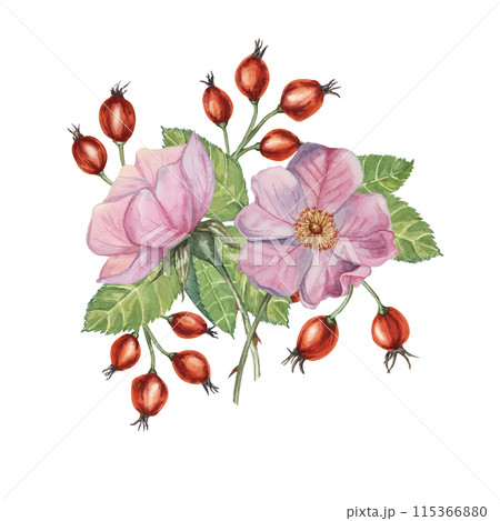 Dog rose bouquet, rosa canina watercolor floral boutonniere. Pink flower bundle, rose hip, buds and leaf of wild rose. Botanical printable briar clipart for packaging, beauty, cosmetics, perfume, food Dog rose bouquet, rosa canina watercolor floral boutonniere. Pink flower bundle, rose hip, buds and leaf of wild rose. Botanical printable briar clipart for packaging, beauty, cosmetics, perfume, food 115366880