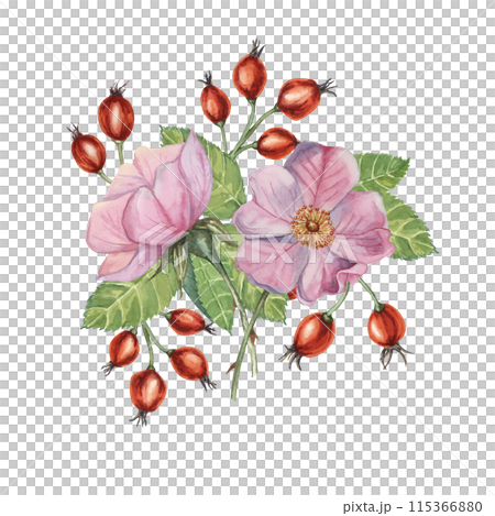 Dog rose bouquet, rosa canina watercolor floral boutonniere. Pink flower bundle, rose hip, buds and leaf of wild rose. Botanical printable briar clipart for packaging, beauty, cosmetics, perfume, food 115366880