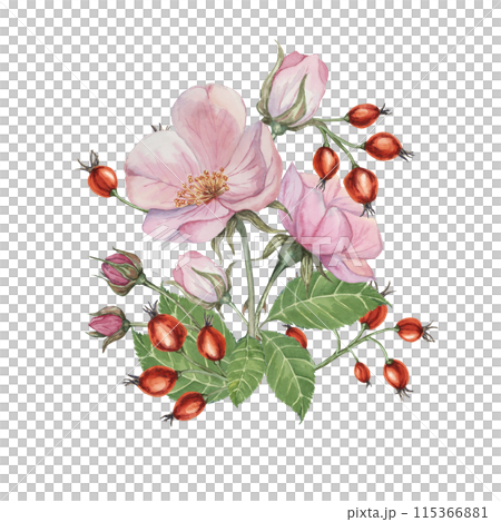 Dog rose bouquet, rosa canina watercolor floral boutonniere. Pink flower bundle, rose hip, buds and leaf of wild rose. Botanical printable briar clipart for packaging, beauty, cosmetics, perfume, food 115366881