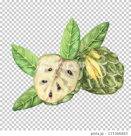 Ripe green whole and half cherimoya exotic fruit with leaves and flowers. Hand drawn watercolor illustration of custard apple, sugar sweet apple for printing, packaging, organic products, scrapbooking 115366883