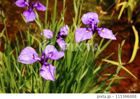 6月上旬に見頃の時期を迎えた北山公園の花菖蒲(6) 6月上旬に見頃の時期を迎えた北山公園の花菖蒲(6) 115366888