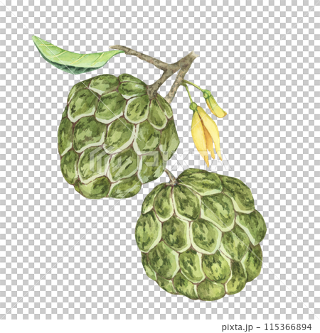 Ripe green whole tropical cherimoya exotic fruit with leaves and flowers. Hand drawn watercolor illustration of custard apple, sugar sweet apple for printing, packaging, sticker products, scrapbooking 115366894