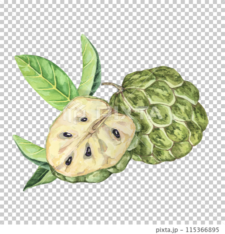 Ripe green whole and half of tropical cherimoya exotic fruit with leaves. Watercolor illustration of custard apple, sugar sweet apple for printing, packaging, sticker products, scrapbooking, food, tag 115366895