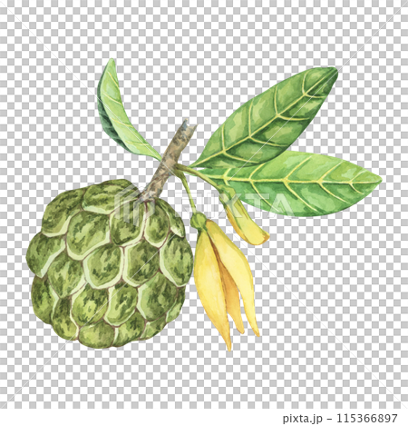 Ripe green whole tropical cherimoya exotic fruit with leaves and flowers. Hand drawn watercolor illustration of custard apple, sugar sweet apple for printing, packaging, sticker products, scrapbooking Ripe green whole tropical cherimoya exotic fruit with leaves and flowers. Hand drawn watercolor illustration of custard apple, sugar sweet apple for printing, packaging, sticker products, scrapbooking 115366897