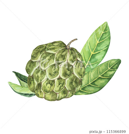 Ripe green whole tropical cherimoya exotic fruit with leaves composition. Watercolor illustration of custard apple, sugar sweet apple for printing, packaging, sticker products, scrapbooking, food Ripe green whole tropical cherimoya exotic fruit with leaves composition. Watercolor illustration of custard apple, sugar sweet apple for printing, packaging, sticker products, scrapbooking, food 115366899
