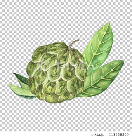 Ripe green whole tropical cherimoya exotic fruit with leaves composition. Watercolor illustration of custard apple, sugar sweet apple for printing, packaging, sticker products, scrapbooking, food 115366899