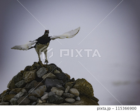 ガスの中のライチョウのオスの飛び立ち ガスの中のライチョウのオスの飛び立ち 115366900