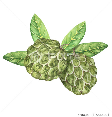 Ripe green whole tropical cherimoya exotic fruit with leaves composition. Watercolor illustration of custard apple, sugar sweet apple for printing, packaging, sticker products, scrapbooking, food Ripe green whole tropical cherimoya exotic fruit with leaves composition. Watercolor illustration of custard apple, sugar sweet apple for printing, packaging, sticker products, scrapbooking, food 115366901