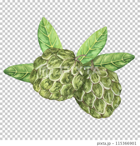 Ripe green whole tropical cherimoya exotic fruit with leaves composition. Watercolor illustration of custard apple, sugar sweet apple for printing, packaging, sticker products, scrapbooking, food Ripe green whole tropical cherimoya exotic fruit with leaves composition. Watercolor illustration of custard apple, sugar sweet apple for printing, packaging, sticker products, scrapbooking, food 115366901