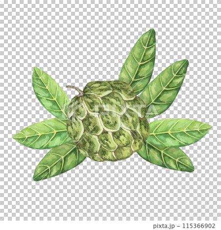 Ripe green whole tropical cherimoya exotic fruit with leaves composition. Watercolor illustration of custard apple, sugar sweet apple for printing, packaging, sticker products, scrapbooking, food 115366902