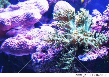 水中に浮かぶ魚 水中に浮かぶ魚 115367007