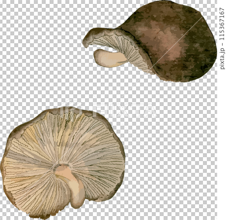 椎茸 115367167