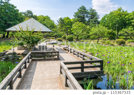 鶴舞公園の菖蒲池(愛知県名古屋市) 鶴舞公園の菖蒲池(愛知県名古屋市) 115367335
